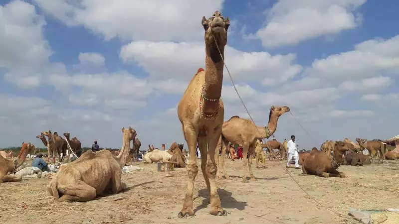 Mysterious Camel Illness Kills Dozens in Cholistan Desert