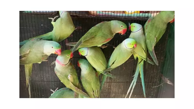 Punjab Mandates Parrot Registration: Over 1,000 Applications Filed