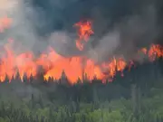 Forests Under Fire: Northern Hemisphere Battles Raging Wildfires and Scorching Heatwaves