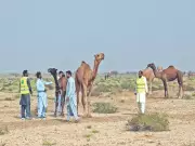 Gul Ghoto Virus Confirmed in Cholistan Camels, Over 1,100 Animals Sick