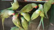 Punjab Mandates Parrot Registration: Over 1,000 Applications Filed