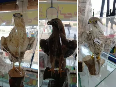 Stuffed Falcons, Eagles Sold on Pak Motorways Spark Conservation Alarm