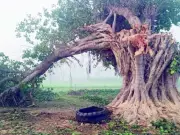 114-Year-Old Banyan Tree Cut Down in Faisalabad Village, Sparks Outrage