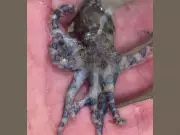 British Tourist's Close Call with Deadly Blue-Ringed Octopus in Philippines