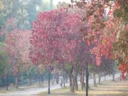 Islamabad's Autumn Magic: Parks Overflow with Visitors Amid Golden Foliage