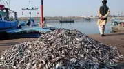 Pakistan's Seafood Exports Can Surge with Key Fisheries Reforms
