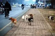 SHC Orders Sindh Govt to Report on Stray Dogs & Rabies Control Failures