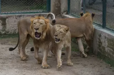 Lahore Safari Zoo Welcomes 18 Lion Cubs, Hand-Rearing Ensures Survival