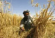 Heatwave Threatens Pakistan's Vital Wheat Harvest, Farmers Seek Urgent Solutions