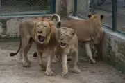 Lahore Safari Zoo Welcomes 18 Lion Cubs, Hand-Rearing Ensures Survival