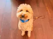 Woman Arrested for Allegedly Abandoning Dog at Las Vegas Airport