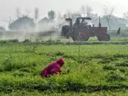 Sindh's Agricultural Crisis: 40% Post-Harvest Losses Threaten Pakistan's Food Future