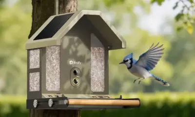 Birdfy's New 4K Feeder Teaches You About Birds It Identifies