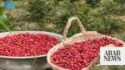 Asir Coffee Production Surpasses 82,000 Kg Ahead of Third Festival