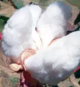 Government Issues Comprehensive Cotton Sowing Guidelines for 2026 Season