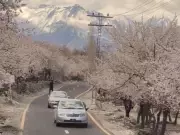 Nature's Soft Revival in High North: A Glimmer of Hope for Pakistan's Northern Ecosystems