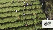 Saudi Arabia's Agricultural Revolution: Transforming Deserts into Sustainable Farms