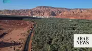 Saudi Date Exports Hit Record $517 Million in 2025