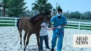 Saudi Lab Gains Global Recognition for Equine Disease Testing
