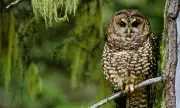 The Surprising Truth About Logging: Environmental Benefits and Economic Realities