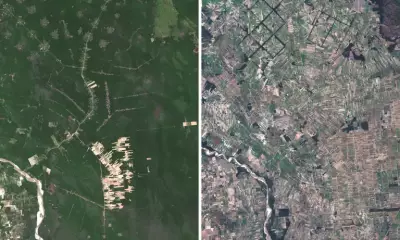 Religious Sect Deforests Critical Tropical Forests: What's Happening?