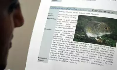 WHO Says Hantavirus Risk Low After Flight Attendant Tests Negative