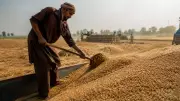 2026 Harvest: Federal Failure, Provincial Success in Agriculture