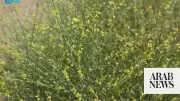 Al-Alaqah Shrub Highlights Jazan's Rich Plant Diversity