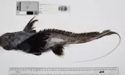 Bizarre Deep-Sea Creatures Discovered in Never-Before-Seen Photos