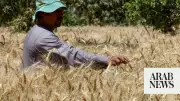 Egypt Buys 730,000 Tons of Wheat from Local Farmers in Two Weeks