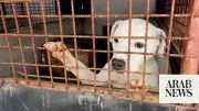 Four Paws finds systemic neglect at Romanian dog shelters