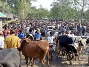 Karachi Launches Crackdown on Illegal Cattle Markets Ahead of Eid