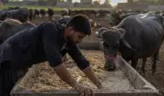Pakistan, China Discuss Livestock Genetics Cooperation