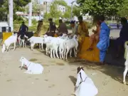 Pakistan Moves to Regulate Illegal Cattle Markets in Major Crackdown