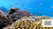 Rare Chance to Shape Future of Sustainable Fisheries in Red Sea