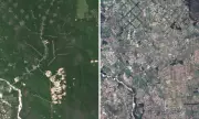 Religious Sect Deforests Critical Tropical Forests: What's Happening?