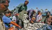 Sindh Allows 15-Day Relaxation in Annual Fishing Ban