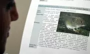 WHO Says Hantavirus Risk Low After Flight Attendant Tests Negative
