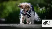 World's Oldest Dog Contender Lazare Dies in France at Age 30