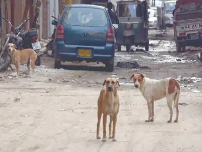 Dog-Bite Cases Surge in Karachi as Stray Dog Population Grows Unchecked