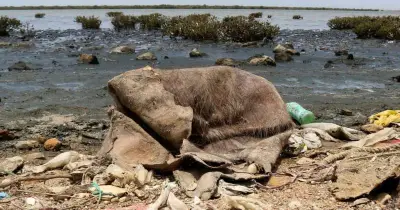 Ghotki Bar Moves SHC Against Toxic Wastewater Dumping