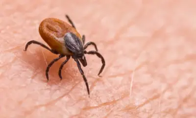 Japan Sees Rapid Rise in Deadly Tick-Borne SFTS Cases in 2026