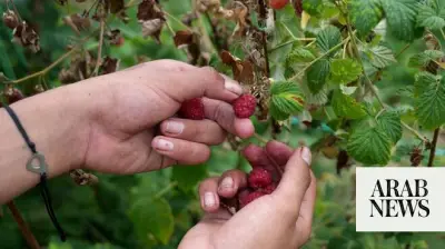 Serbian Raspberry Capital Arilje Faces Climate and Price Challenges
