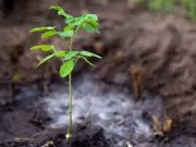 Afghanistan's micro-forests revive green cover after decades of war