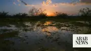 Al-Baha Transformed by Rainfall into Lush Summer Paradise