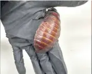 Australian authorities seize over 100,000 illegal exotic cockroaches worth $200,000