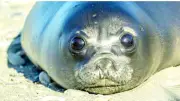 Bird Flu Kills 75% of Elephant Seal Pups on Remote Antarctic Islands