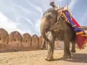 Bollywood Stars Campaign to Replace Real Elephants with AI and Robots