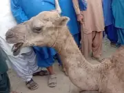 Camel's eyes gouged out in dispute, owner demands justice