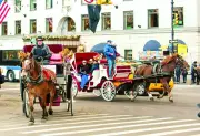 Central Park Horse Carriage Death Sparks Calls for Ban